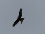 FZ015101 Red kite (Milvus milvus).jpg